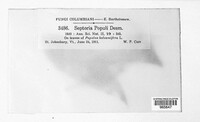 Mycosphaerella populi image